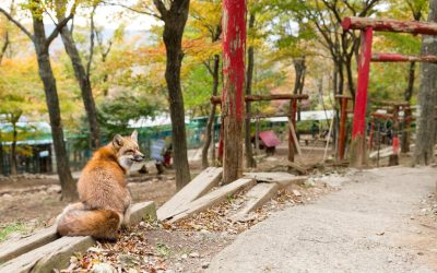 Les animaux dans les contes japonais