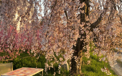 Célébrer le printemps à Awaji