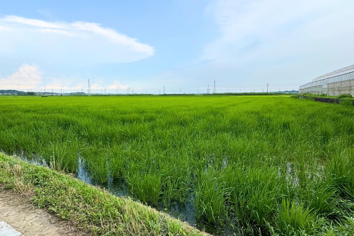 Des rizières verdoyantes chez Agri Yamazaki, avec les rangées de plants de riz et l’eau visible entre les tiges.