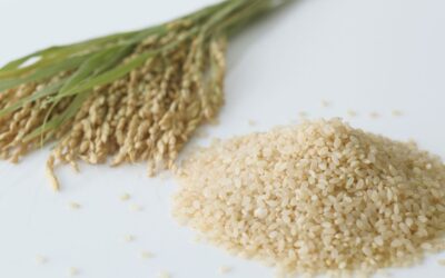 Le riz japonais : une histoire de variétés et de régions